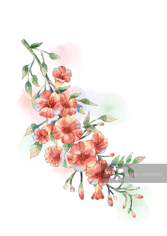 凌霄花图片素材