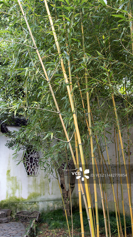 苏州园林，沧浪亭，栽种金镶玉竹的竹林图片素材