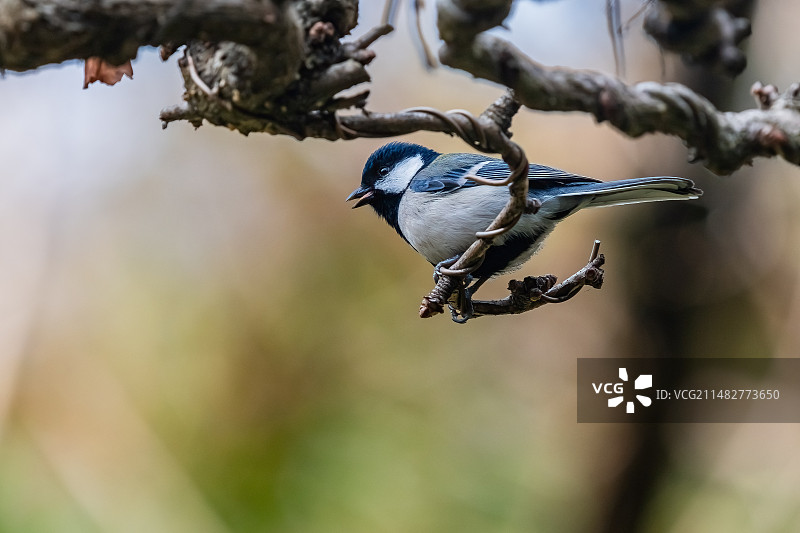 大山雀图片素材