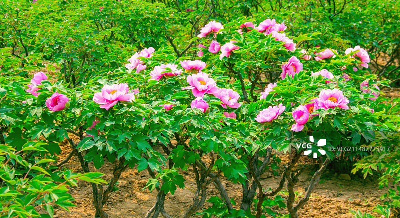 整颗大花牡丹图片素材