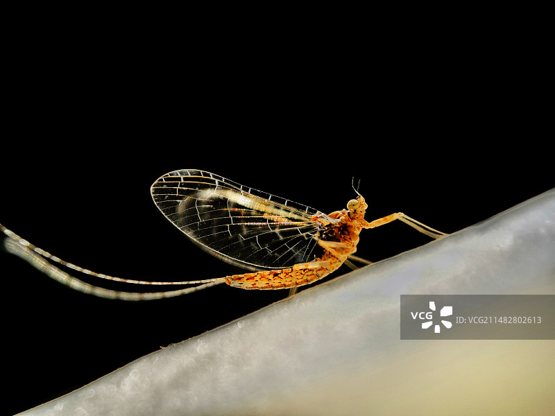 黑背景下的蜉蝣图片素材