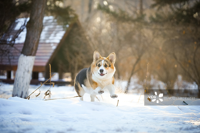 雪地里的柯基犬图片素材