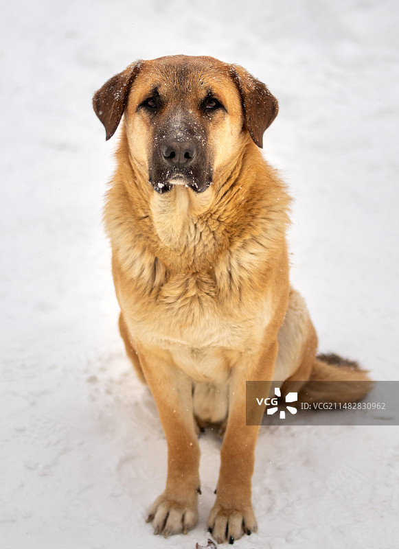 狗将军图片素材