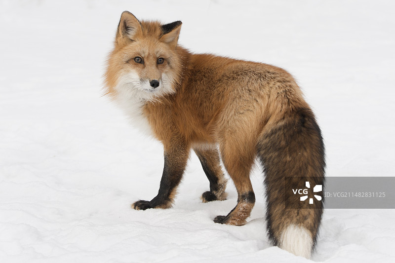 狐狸动物红狐图片素材