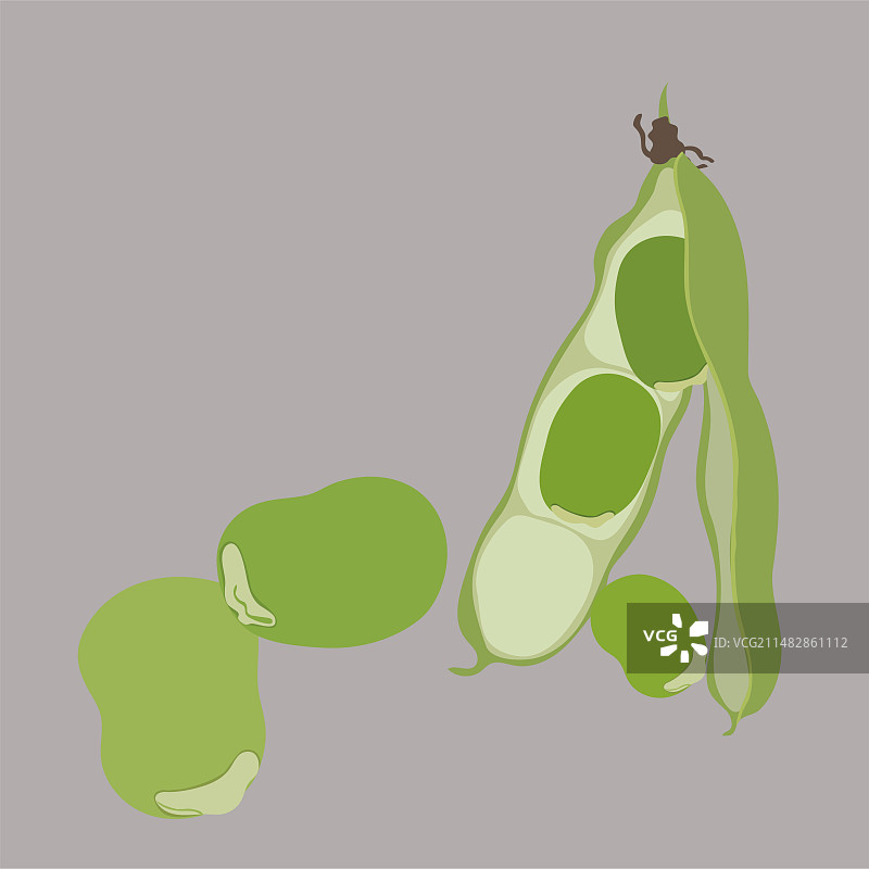 蚕豆胡豆南豆佛豆罗汉豆竖豆兰花豆图片素材