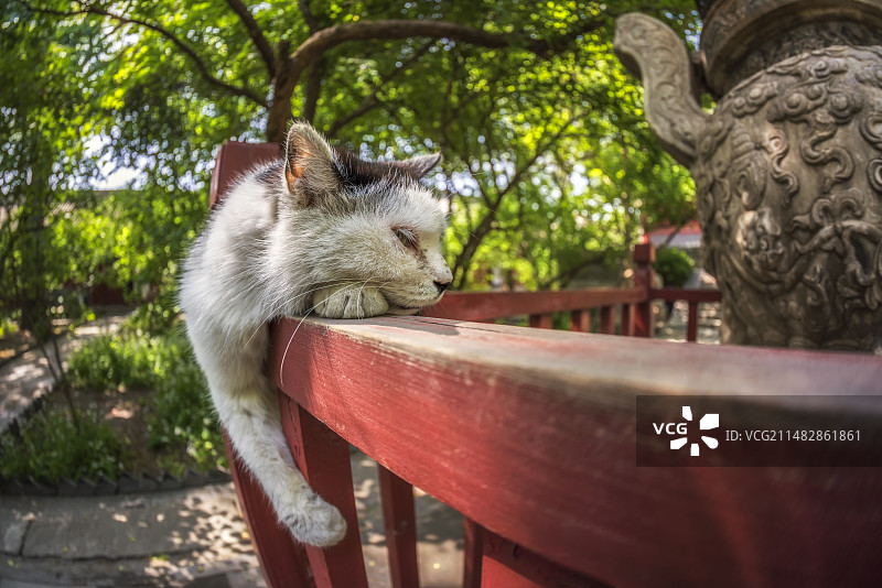 北京法源寺里的猫图片素材