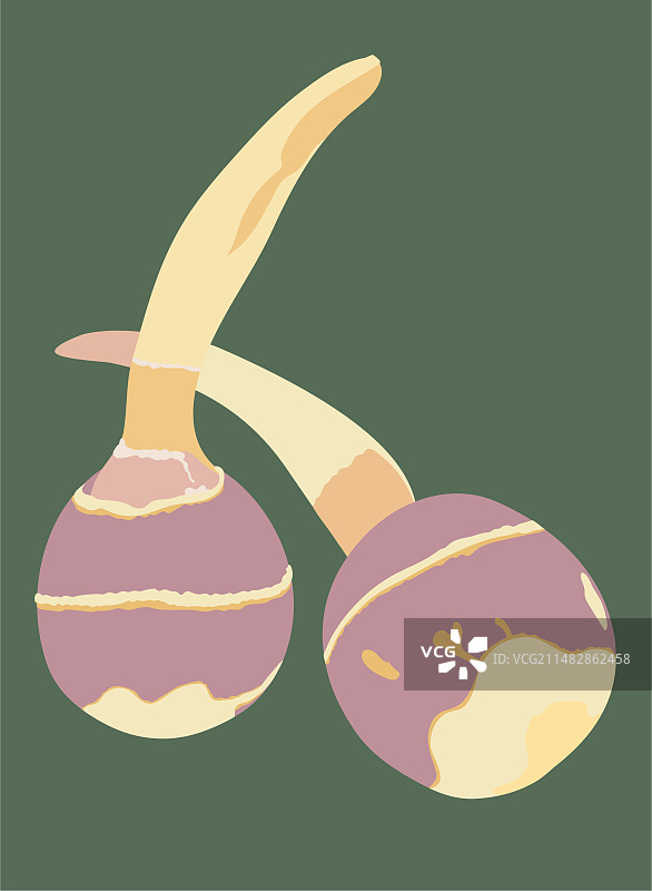 慈菇茨菇剪刀草燕尾草蔬卵芽菇图片素材