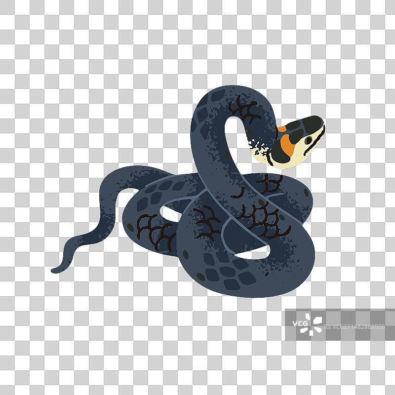 攻击姿态的环蛇图片素材