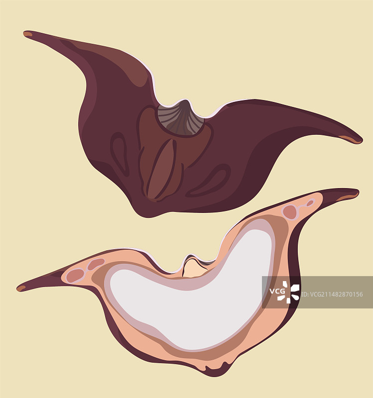 菱角芰水菱红菱乌菱刺菱水八仙图片素材