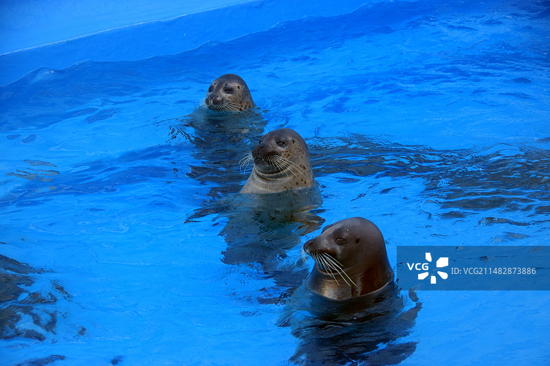 上海海昌海洋公园中的海狮图片素材