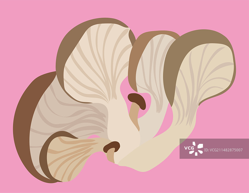 平菇蘑菇侧耳糙皮侧耳蚝菇黑牡丹菇秀珍菇图片素材