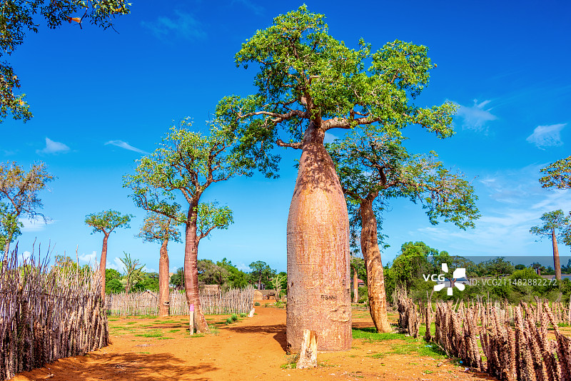 非洲海岛马达加斯加伊法第的猴面包树图片素材
