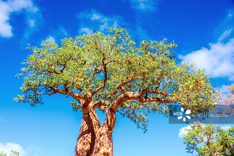 非洲海岛马达加斯加伊法第的猴面包树图片素材