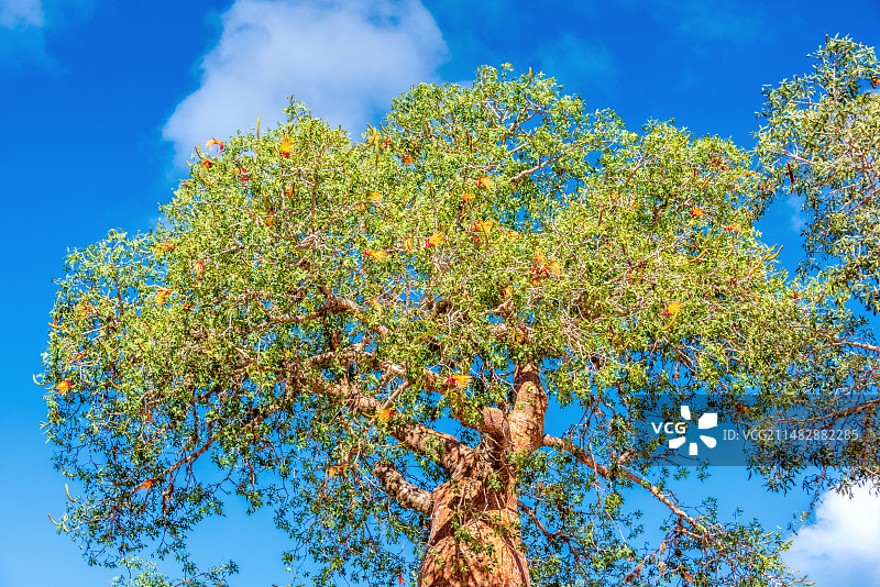 非洲海岛马达加斯加伊法第的猴面包树图片素材