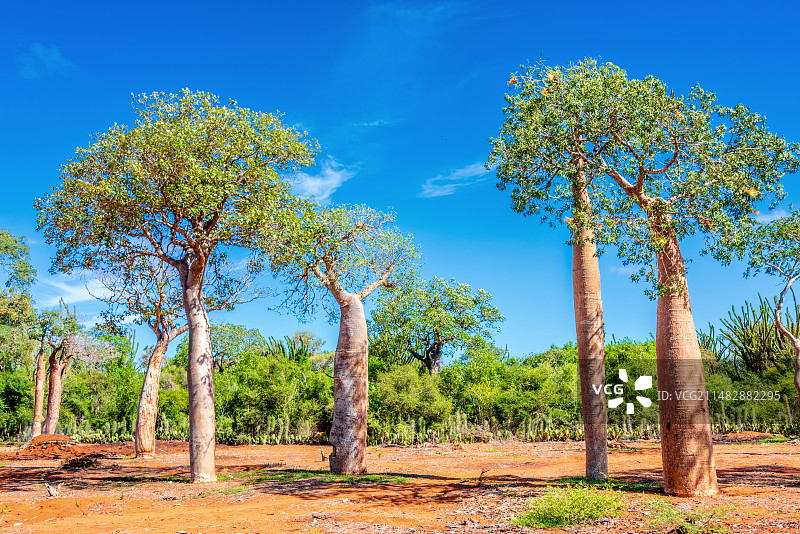 非洲海岛马达加斯加伊法第的猴面包树图片素材