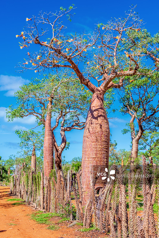 非洲海岛马达加斯加伊法第的猴面包树图片素材