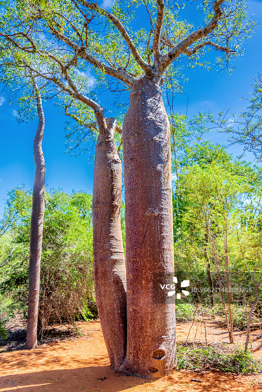 非洲海岛马达加斯加伊法第的猴面包树图片素材