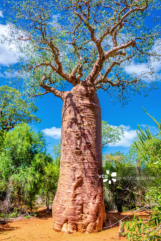非洲海岛马达加斯加伊法第的猴面包树图片素材