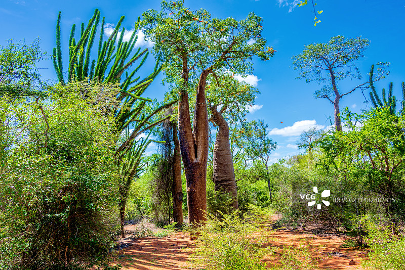 非洲海岛马达加斯加伊法第的猴面包树图片素材