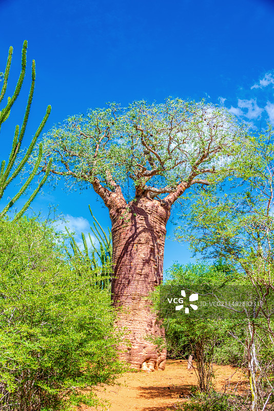 非洲海岛马达加斯加伊法第的猴面包树图片素材