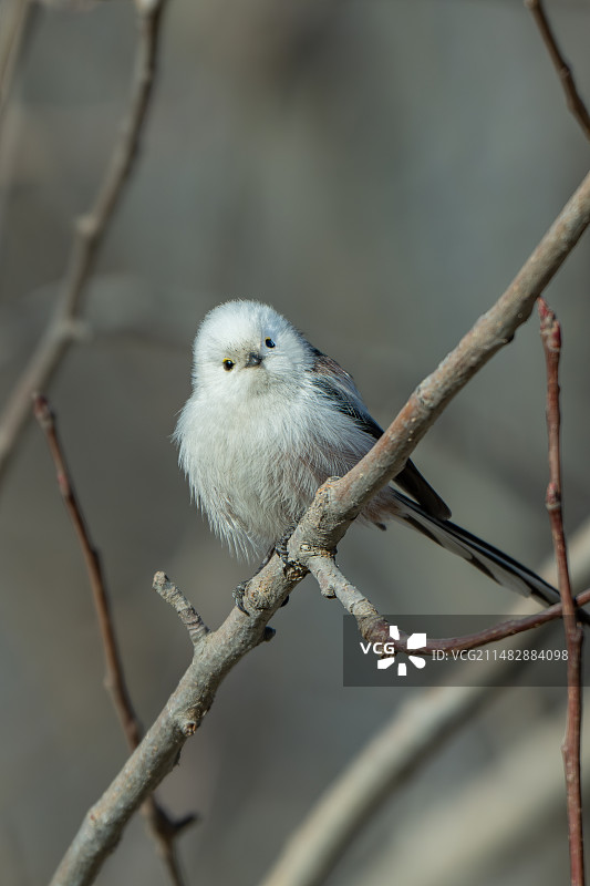 鸟类特写北长尾山雀01图片素材