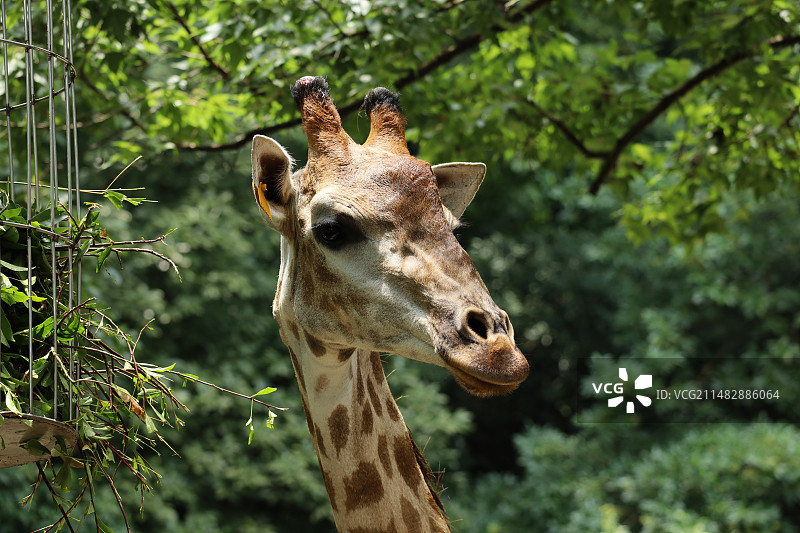 杭州动物园图片素材