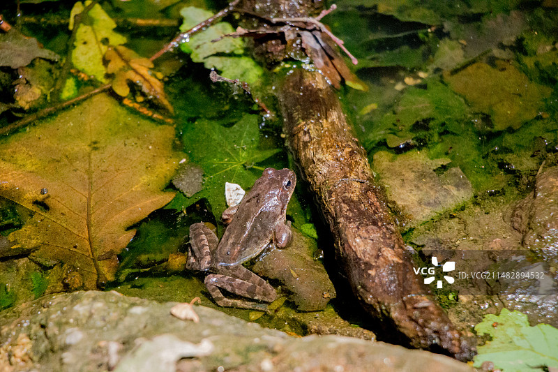 东北野生林蛙活体图片素材