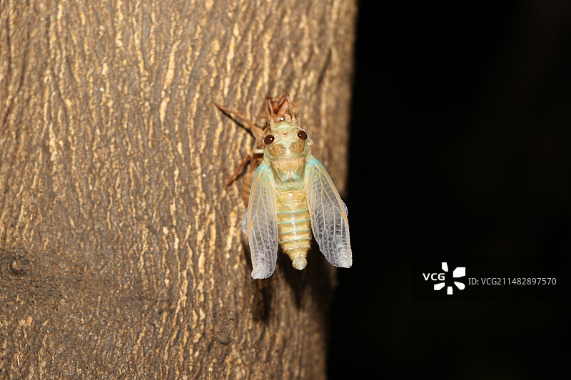 正在蜕皮的蝉图片素材