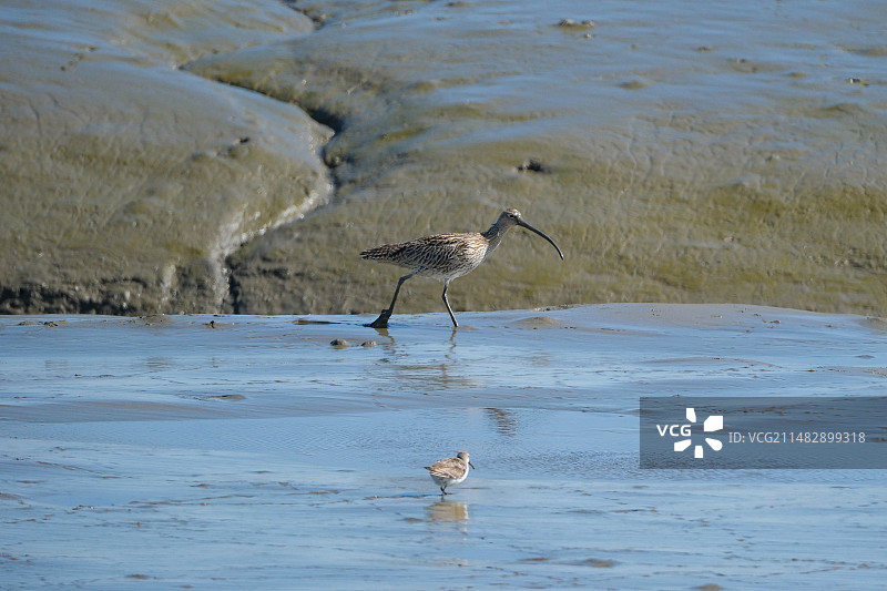 大勺鹬图片素材