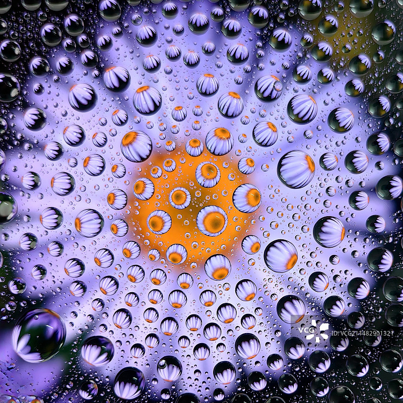 水珠花图片素材