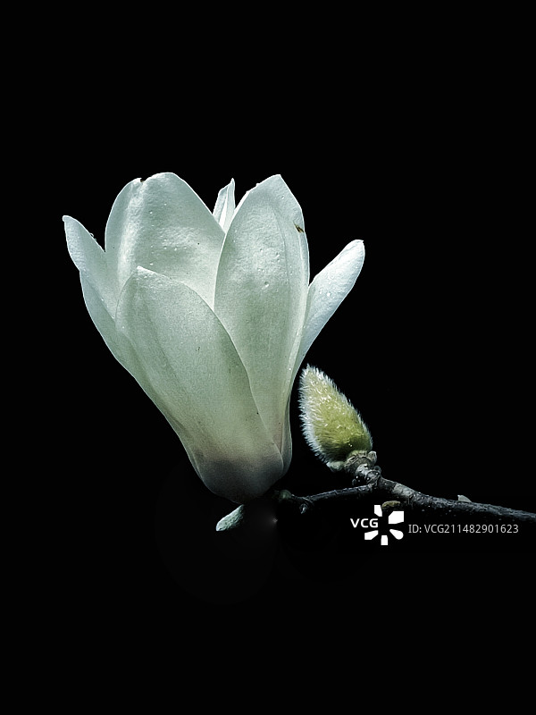 玉兰花图片素材