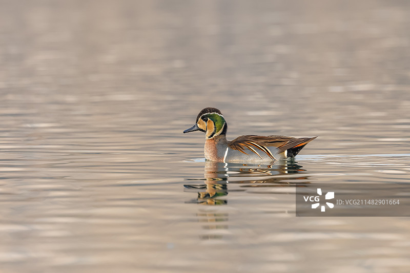 花脸鸭图片素材