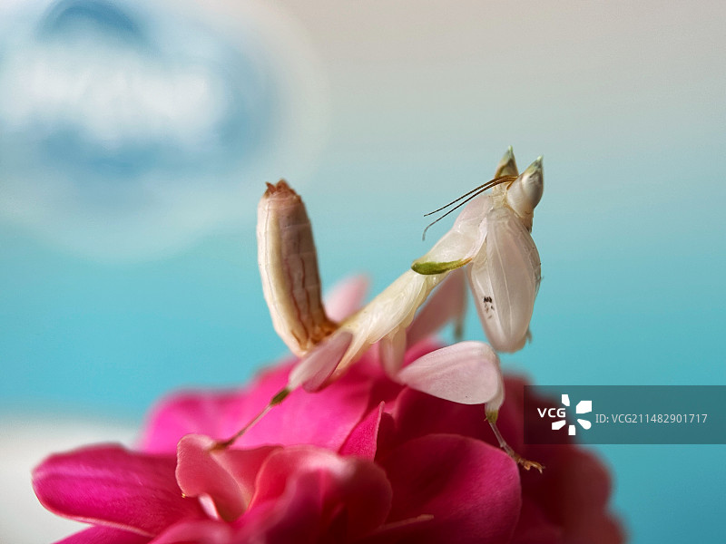 兰花螳螂特写图片素材