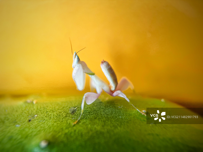 植物上兰花螳螂特写镜头图片素材