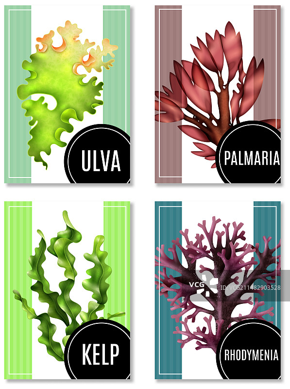 逼真海藻海报合集图片素材