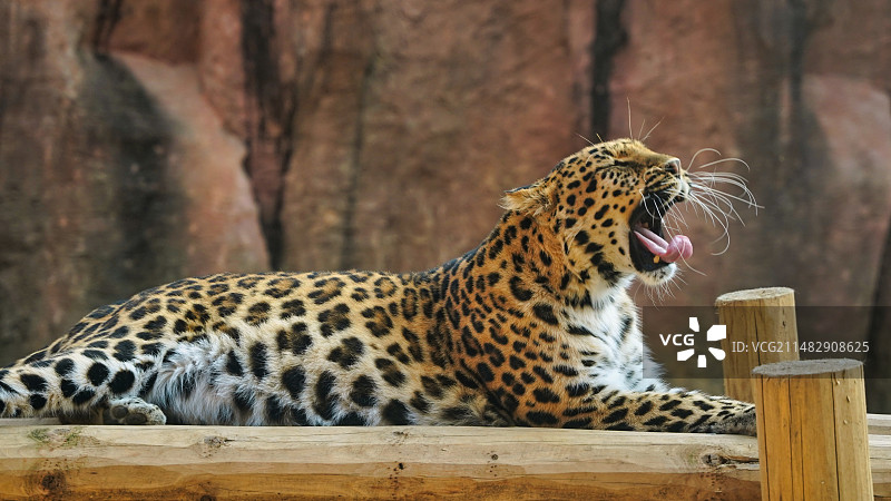 大三花睡醒了图片素材