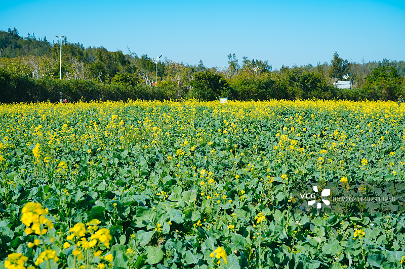 湄洲岛平安里油菜花海 早春二月油菜花盛开  福建省莆田市湄洲岛图片素材