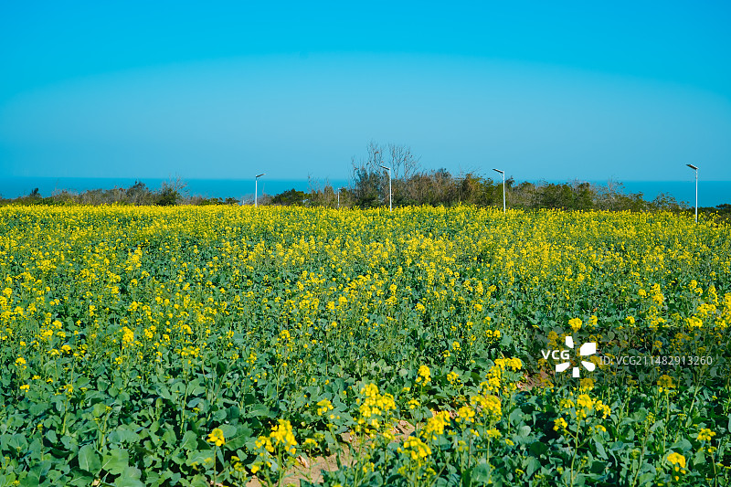 湄洲岛平安里油菜花海 早春二月油菜花盛开  福建省莆田市湄洲岛图片素材