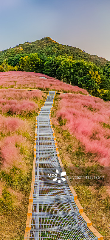 山东省烟台市牟平区昆嵛山石门里粉黛乱子草航拍自然风光图片素材