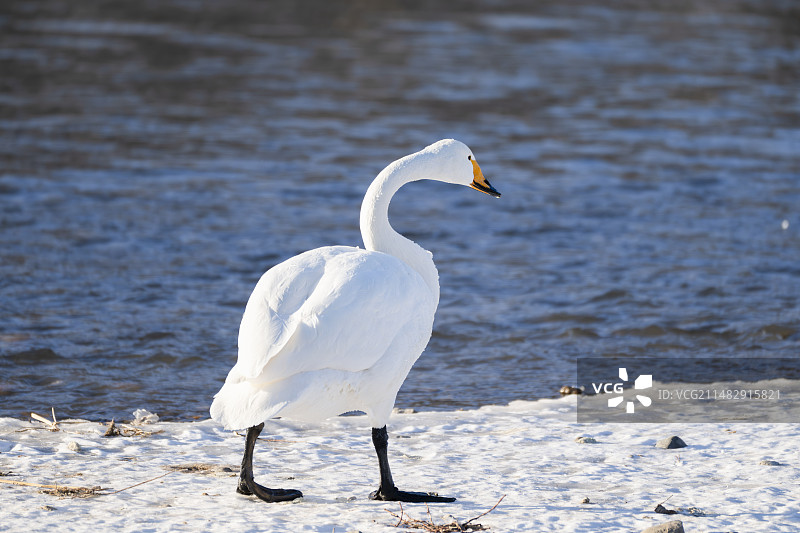 大天鹅图片素材