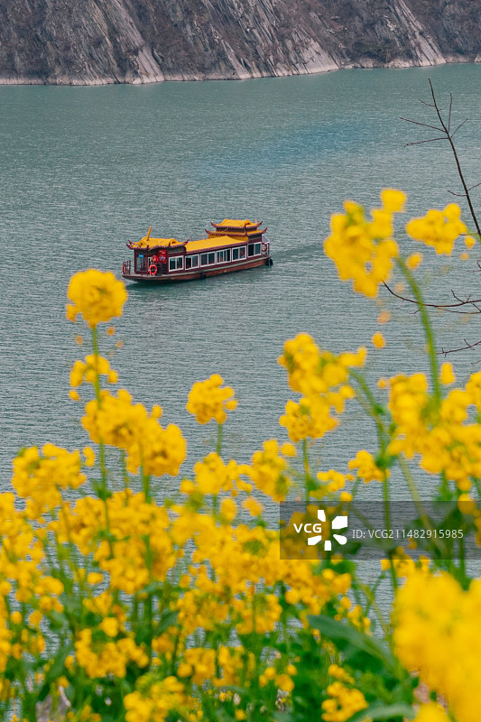 陇南白龙江畔二月的油菜花图片素材