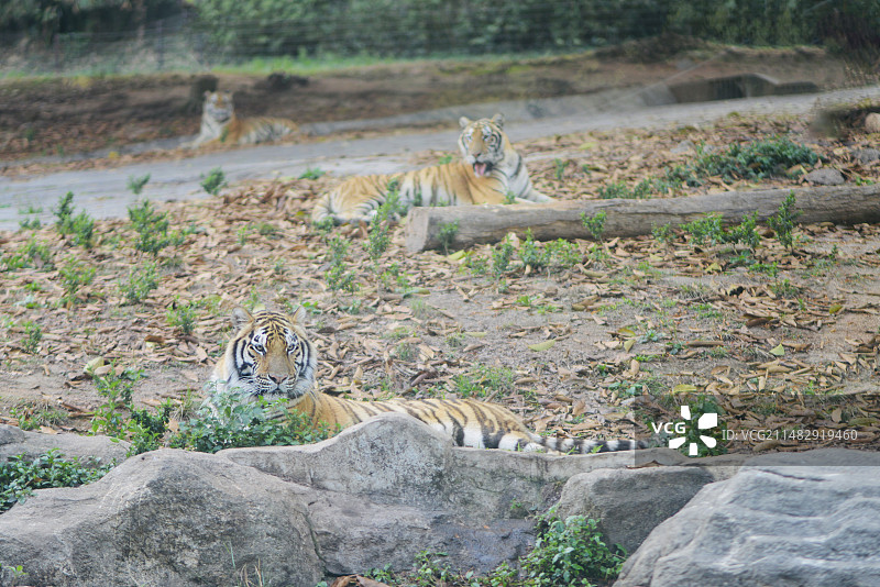 深圳野生动物园的老虎图片素材