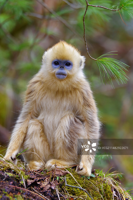 川金丝猴图片素材