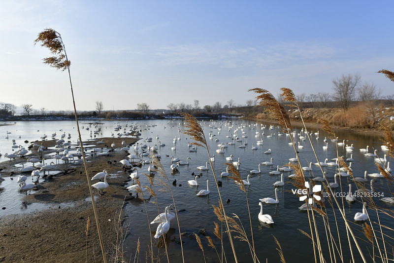 荣成天鹅湖的清晨图片素材