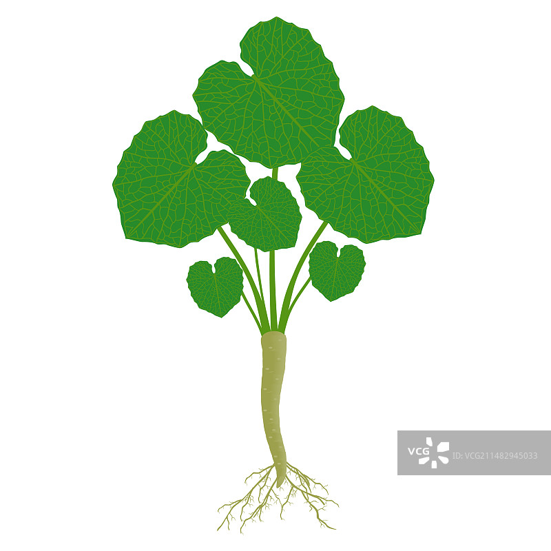 山葵植物与叶和根图片素材