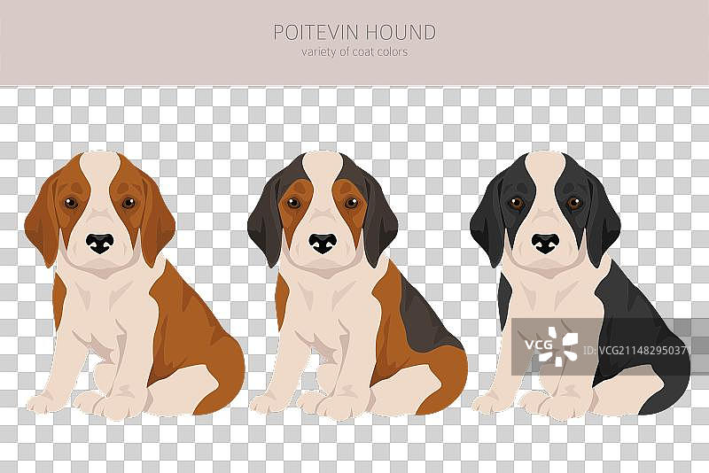 波亚克犬幼犬剪贴画全毛色套装图片素材