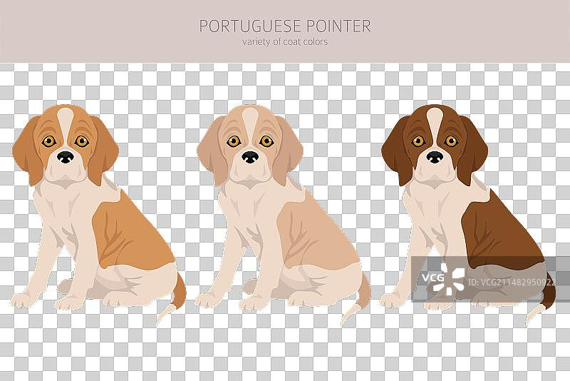 葡萄牙指示犬幼犬剪贴画图片素材