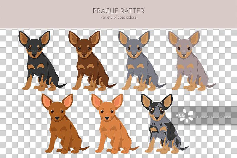 布拉格猎鼠犬幼犬剪贴画套装图片素材