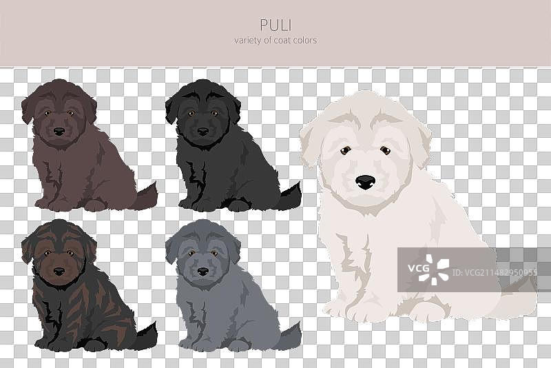 波利幼犬剪贴画：不同姿势和毛色图片素材