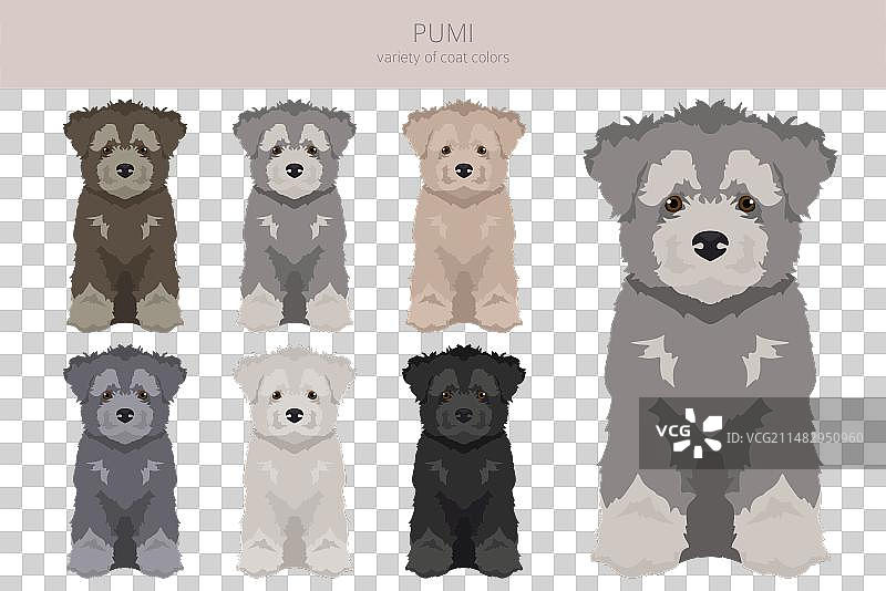 各种姿势和毛色的匈牙利牧羊犬幼犬剪贴画图片素材